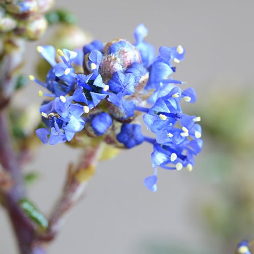 CEANOTHUS